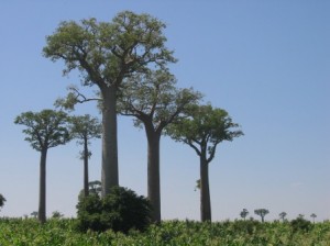 arbre-baobab-huile-pulpe-fruit-biologique Baobab