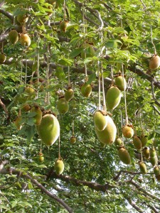Le Baobab ou Adansonia digitata Une plante a usages multiples et a grande capacite antioxydante Le Baobab ou Adansonia digitata Une plante à usages multiples et à grande capacité antioxydante