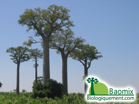 arbre-baobab-huile-pulpe-fruit-biologique Pistes Madagascar Vidéo, Allée de Baobabs