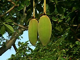 baoab_frucht
