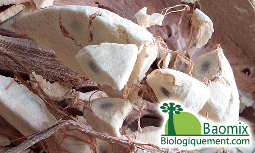 La pulpe de fruit du Baobab