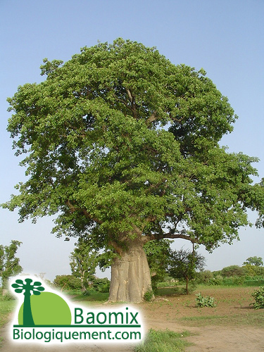 baobab-2.jpg