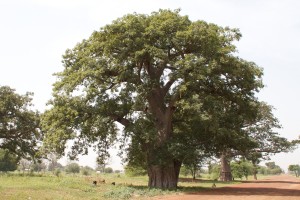 Arbre baobab adansonia digitata