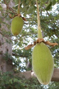 Le fruit du baobab bio d'où est extraite la graine pour produire l'huile