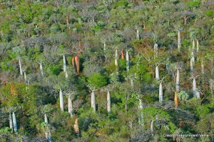 Forêt de baobabs à Madagascar