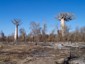 Déforestation par l'agriculture sur brûlis