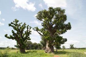 Le baobab sauvage bio au Sénégal