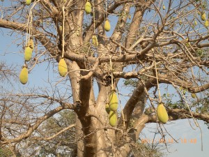 Le fruit du baobab bio, pain de singe sur l'arbre avant la récolte