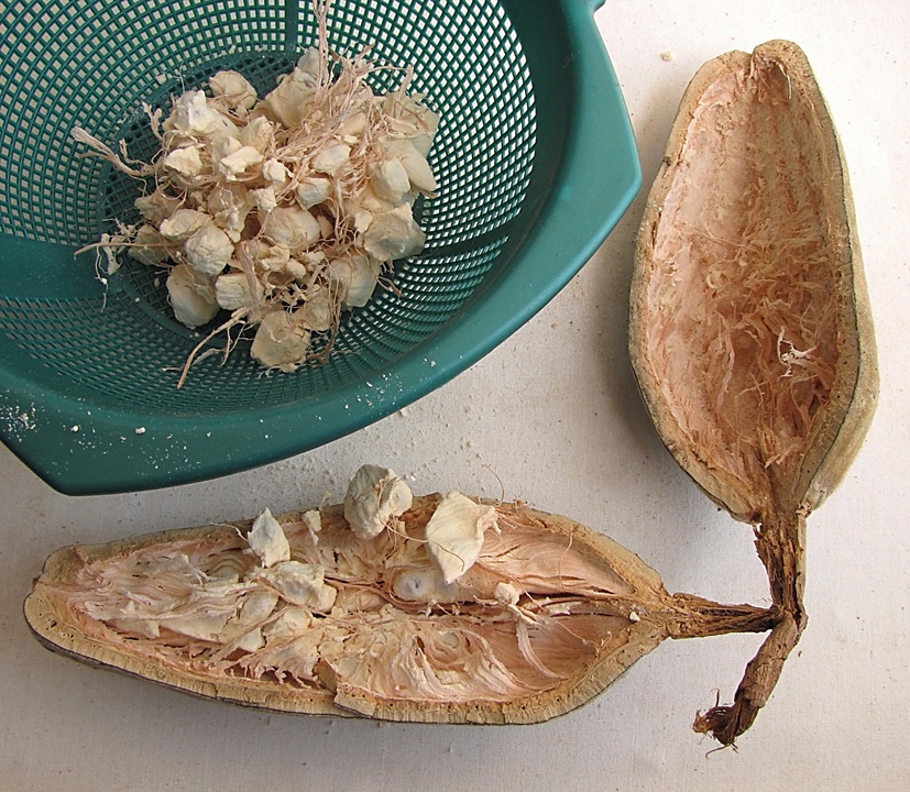 Le fruit du baobab bio Baomix
