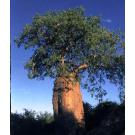 Graines_Adansonia_Fony_Seeds_Baobab_Rubrostipa