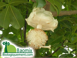 baobab-fleur photo futura-sciences