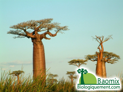 Le baobab, un arbre d'une incomparable richesse, fruits, racines, écorces et feuilles (Adansonia digitata L)