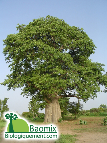 Baobab