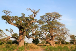 Arbre baobab bio sauvage adansonia digitata