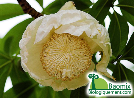 Fleur du fruit de Boabab Biologique
