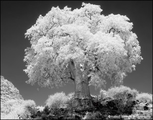 Le baobab par Robert Barnett