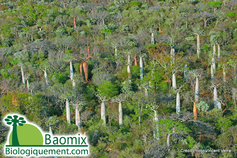Forêt de baobabs à Madagascar
