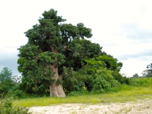 Le baobab sauvage qui produit le pain de singe bio