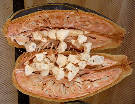 sans-gluetn-baofruit-baobab-fruit-antioxydant-baomix-biologique-agoji-david-hervy-bio