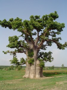 Arbre baobab Adansonia